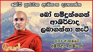 බෝ සමිදුන්ගෙන් ආශිර්වාද ලබාගන්නා ආකාරය  | අංකුඹුරේ අමිතදීප හිමි |  Ven. Ankumbure Amitha Deepa Thero