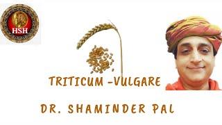 TRITICUM - VULGAR :  Dr. Shaminder Pal @hsh_homeopathy