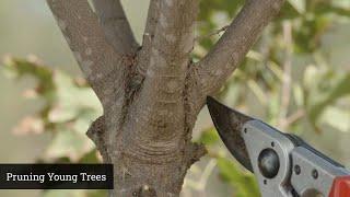 Pruning Young Trees