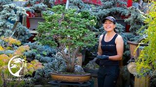 Revisiting a Salvaged Hinoki Bonsai.