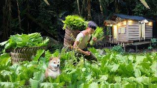 2 Year Alone in the Forest,Gardening & Harvesting Vegetables for Sale, Living with puppies.Off Grid