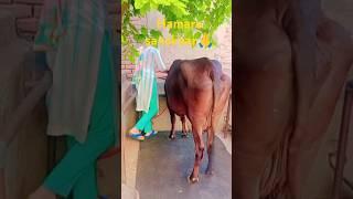 #apne maa baap ke sanskaro ki hmesha kadar Krna #paisa dobara kamaya ja skta h pr ijaat nhi