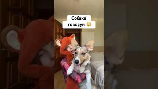 СОБАКА ГОВОРУН  ОНА ЗНАЕТ МНОГО СЛОВ..