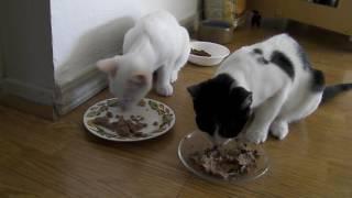 feeding feed - this video helps to feed children by example