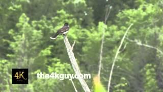 4K UHD 60fps - Eastern Kingbird (Tyrannus tyrannus) perched on branch with bokeh background