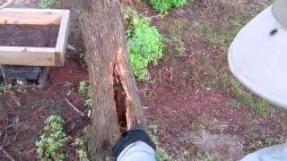 Carving Hollow Area in Cypress Bonsai by Wigert's Bonsai