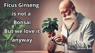 Extreme Rescue of a Ficus Ginseng! Wrong Pot & Soil Were Killing It!