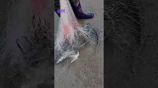 남대천 숭어투망 #투망낚시#Shorts #shortsfeed  #투망달인 #숭어#전어#멋진인생