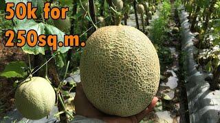 Actual Cost and Profit for my Trellised type Melon | Land Prep to Harvesting ng Melon sa Tag-ulan.