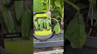 德国生活挺无聊，种种菜也挺好玩！