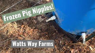 Frozen Pig Nipples | How Will The Animals Get Water!