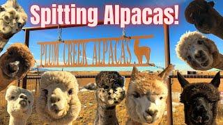 Feeding Spitting Alpacas!! (Plum Creek Alpacas Prescott, Arizona)