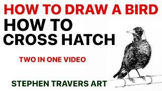 How to Cross Hatch AND How to Draw a Bird!