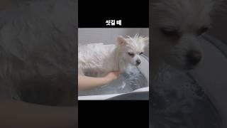 강아지 목욕 전 주의해야 할 사항 #반려견