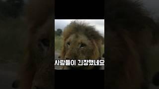 갑자기 차문을 열려고 하는 사자 ㄷㄷ 역대급 긴장감..