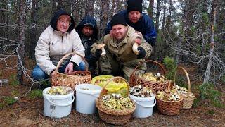 Белые грибы, зелёнки, подзелёнки в ноябре 2024.