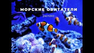 Морские обитатели  Обитатели морей  Морские животные 