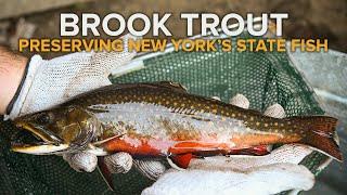 Brook Trout: Preserving New York's State Fish