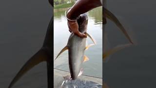 talab se phirse mila shark ￼(204) hindi village fishing vlog || hindi fishing video ||