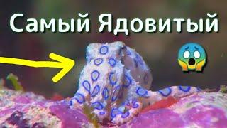 Ядовитый Кальмар | Синекольчатый Осьминог | Морепродукты