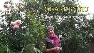 Фото отзывы 100 идей для сада от Q