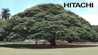 The Hitachi Tree - Hitachi