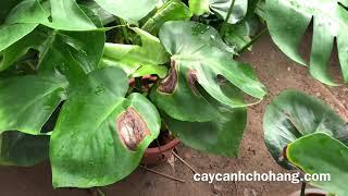 425. Trầu Bà Mon | CÂY CẢNH CHỢ HÀNG | Hải Phòng