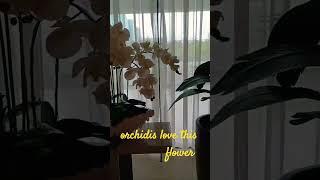 Rados vlogs #niceflower #shortvideo ..