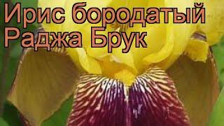 Ирис бородатый Раджа Брук (iris)  ирис Раджа Брук обзор: как сажать рассада ириса Раджа Брук