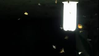 moths flying around a light bulb in the ecuadorian amazon rn