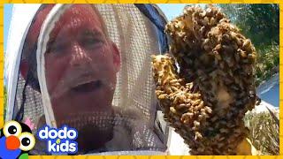 These Rescuers Love Getting Covered In...BEES! | Animal Videos | Dodo Kids