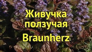 Живучка ползучая Браун Хетс. Краткий обзор, описание характеристик ajuga reptans braunherz Braunherz