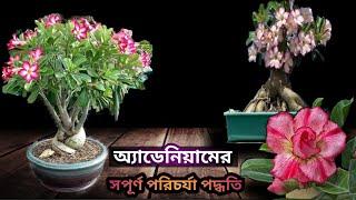 অ্যাডেনিয়ামের সম্পূর্ণ পরিচর্যা পদ্ধতি/Complete care of Adenium(Desert Rose)plants