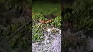 Ant vs Ant  #pets #funny #shorts #shortsfeed