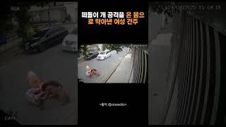 떠돌이 개 공격을 온 몸으로 막아낸 여성 견주