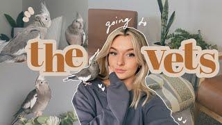 I TOOK MY BIRDS TO THE VET | VLOG