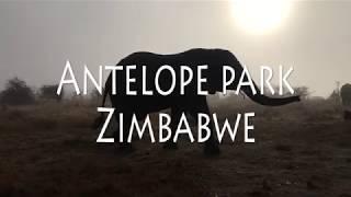 Zimbabwe - Antelope park