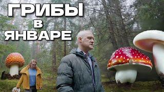 Прогулка в лес за грибами в январе. Латвия, возле моря