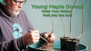 Bonsaify | Make Radiant Radial Nebari for Japanese Maple Bonsai