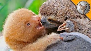 Sloth vs Sloth!