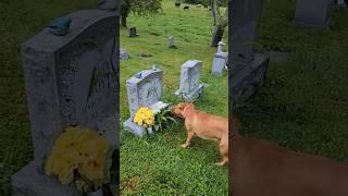 Dog Finds Grandmas Grave