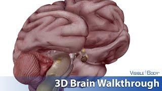 Visible Body | 3D Walkthrough of Central Nervous System and Brain Anatomy