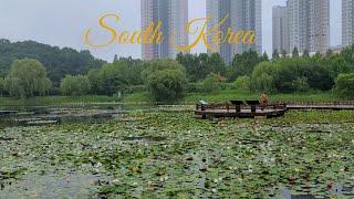 4k Morning Walk in Ilsan Lake Park. Lotus Flowers (July 11, 2021)