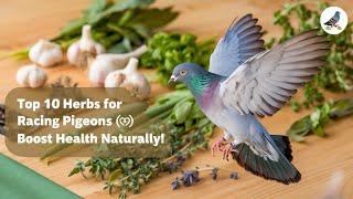 Essential Herbs for Racing Pigeon Health: A Natural Approach