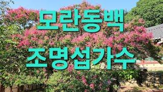 #힐링타임(개심사 배롱나무) #모란동백  #조명섭