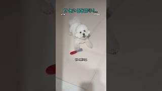 안 놀고 뜸들였더니… #성우김서영 #조이앤릴리 #강아지