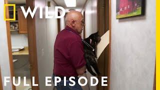 A Meow-tain of Cat Cases (Full Episode) | The Incredible Dr. Pol