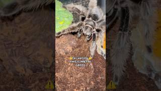 What it’s really like owning tarantulas 