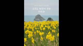 빅피쉬가 생각나는 부산 수선화 명소 #부산가볼만한곳 #수선화 #봄 #꽃 #daffodils