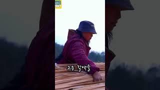 한 장의 돗자리에 깃든 자연과 사람의 손길 #대나무돗자리 #전통수공예 #탄화과정 #핸드메이드 #여름템추천 #자연친화 #대나무가구